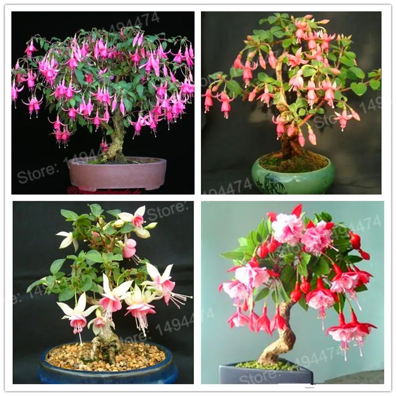 024 75 De Réduction200 Pièces Couleur Mélangée Mini Fuchsia Bonsaï Jardin Automne Bégonia Plante Lanternes Fleurs Intérieur Miniature Vivace