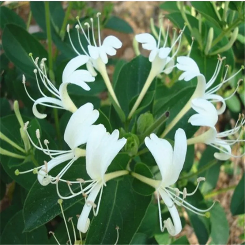

20 PCS Honeysuckle (Tecomaria Capensis) Bonsai Lonicera Japonica Herbal Medicine Sweet Home Garden Bonsai Plant (jin yin hua)