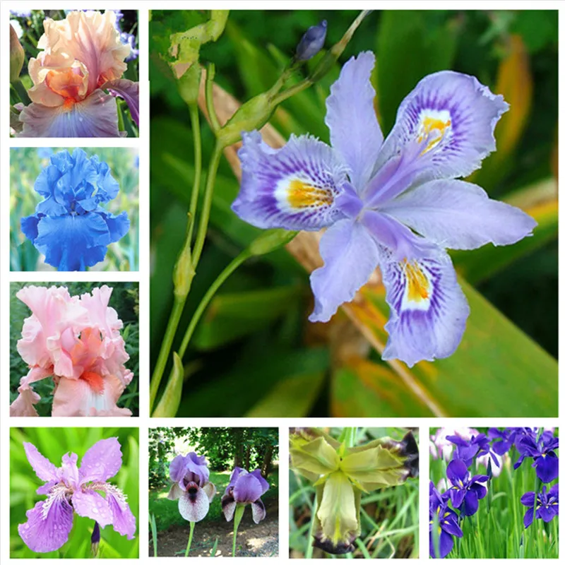 

20 pcs Bonsai Iris Flower Perennial Rare Bearded Iris Outdoor Potted Nature Plants Orchid Flores for Garden Plant(hu die lan)