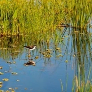 Reflection of a bird on water Boynton Beach Florida USA Poster Print by Panoramic Images (36 x 22) | Дом и сад