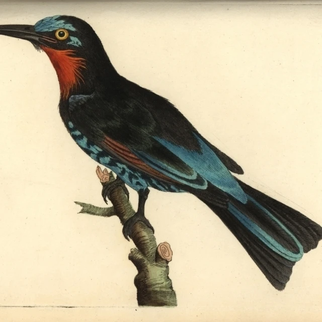 Black Bee-Eater Merops Gularis Poster Print By Florilegius Mary Evans (24 X 18) | Дом и сад