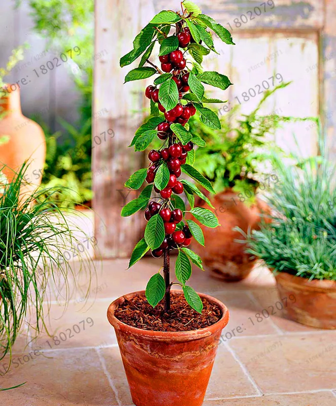Cherry Bonsai Black Tree Plants Rare Fruit Plantas Home Garden Best