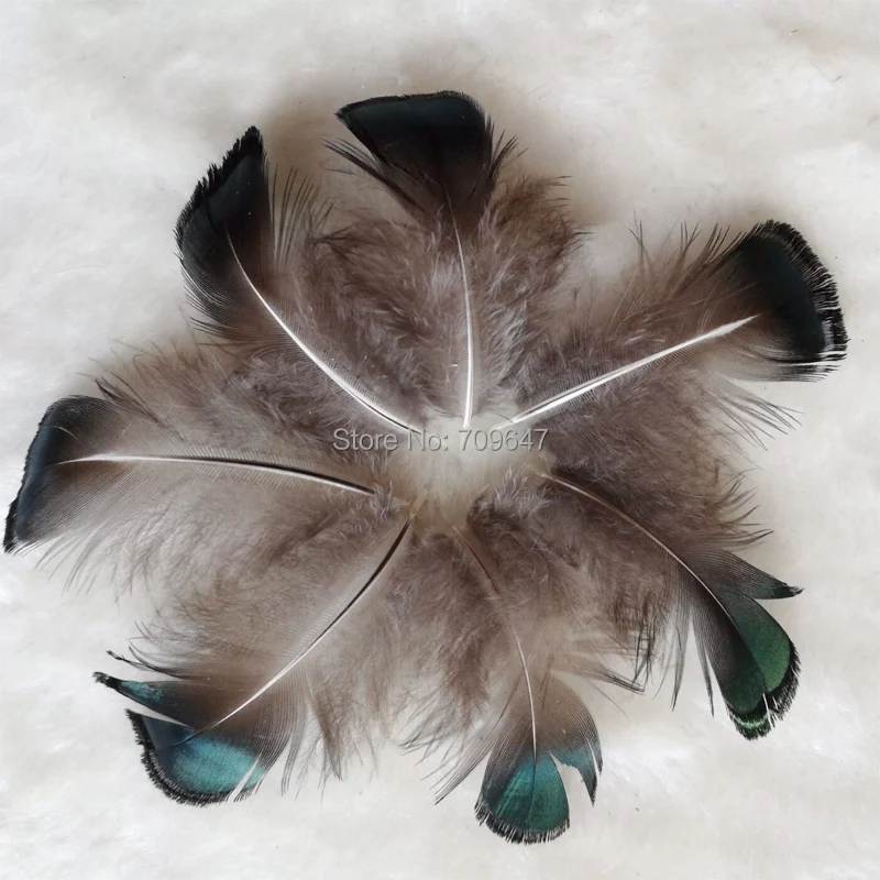 

500pcs/Lot 3-5CM Loose Small Green Bronze Lady Amherst Pheasant Plumage Feathers for Jewelry Making,Costumes,Cheap Feathers