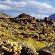 Полевые цветы на скалах Anza Borrego Desert State Park Springs Сан-Диего Калифорния США постер (18x6)