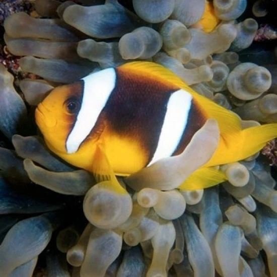 Twobar anemonefish Bubble Tip Anemone Египет плакат печать Али кабасом (12x18) | Дом и сад