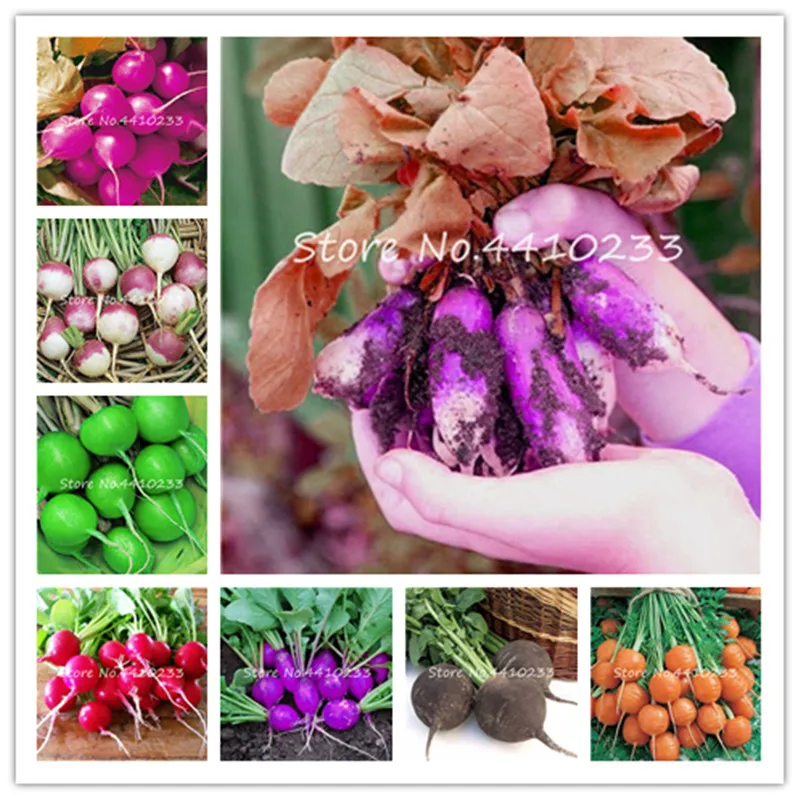 

200pcs Cherry Radish Bonsai, Chinese Red Radish Mix Color Organically Fruits Vegetable Rainbow Radish Bonsai plant