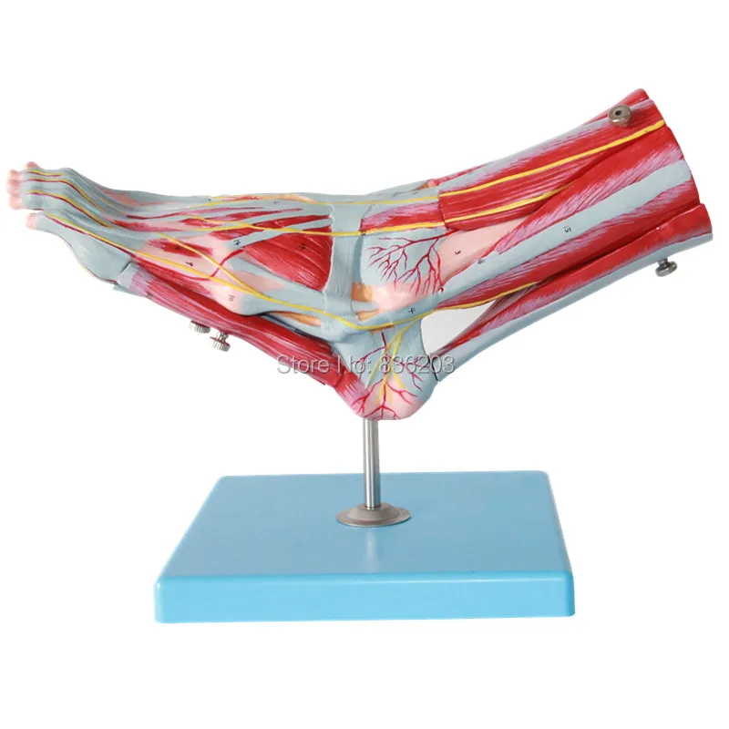 

9 part Human traumatism Foot Skeleton Model with Ligaments and Muscles anatomy anatomical traumatic medical instruments condoms