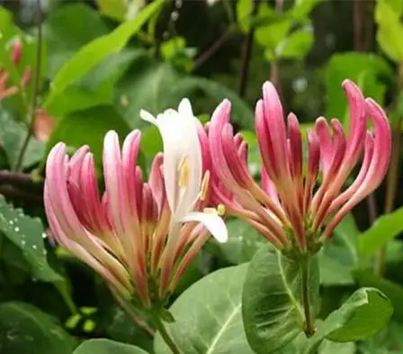 

Hot Sale Real Sementes 20 Pcs/bag Cape Honeysuckle (tecomaria Capensis) bonsai, Fresh Exotic Flower Rare bonsai Plant