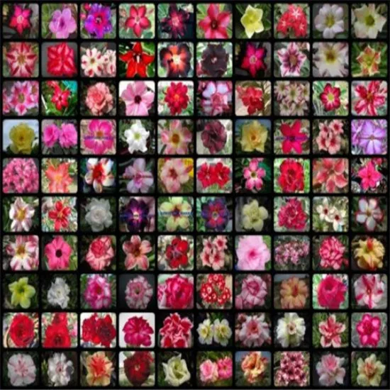 

Big Sale! 100pcs/Bag Adenium Obesum Desert Rose Flower Bonsai Plant For Home Garden World Rare Beautiful Flowers