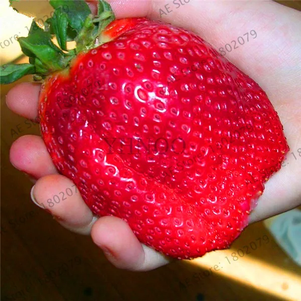

New 2018!Fruit garden 300pcs Super Giant Strawberry perfume bonsai strawberry fruit, edible strawberry plant for home garde