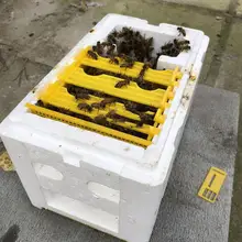 Урожай леток для улья Пчеловодство королевская коробка полинация для пчелиная полинация инструмент пчеловода домашняя улейная коробка оборудование для пчеловодства