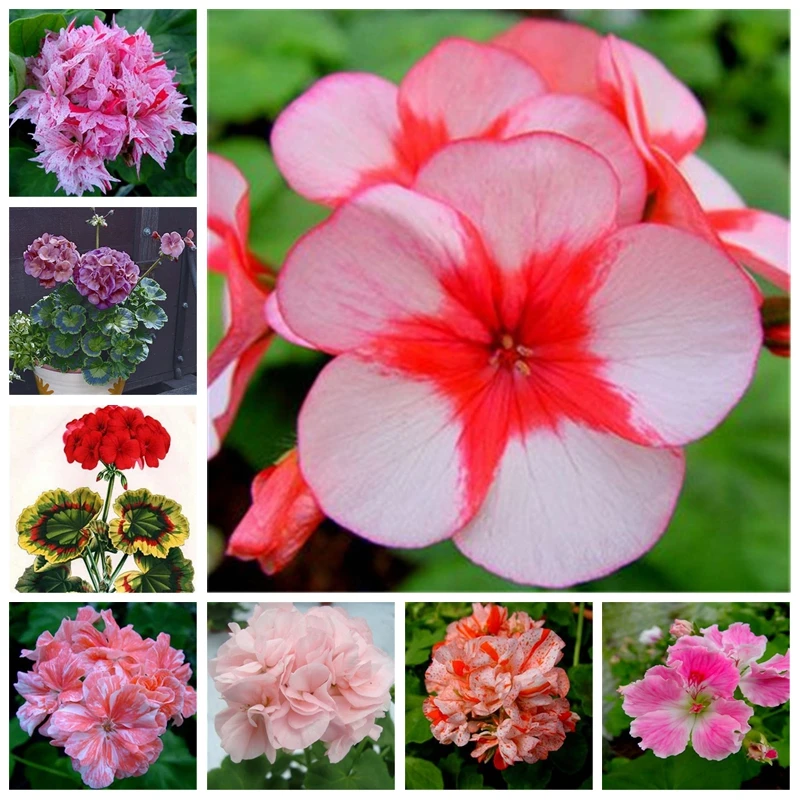 

20 pcs Bonsai Two-color Geranium Plant Perennial Flower Pelargonium Peltatum Flowers Potted Geranium Potted (tian zhu kui)
