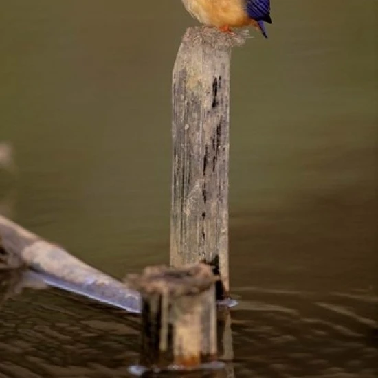Мадагаскар ла мадрака. Малагасийский Kingfisher плакат печать Пита Оксфорд