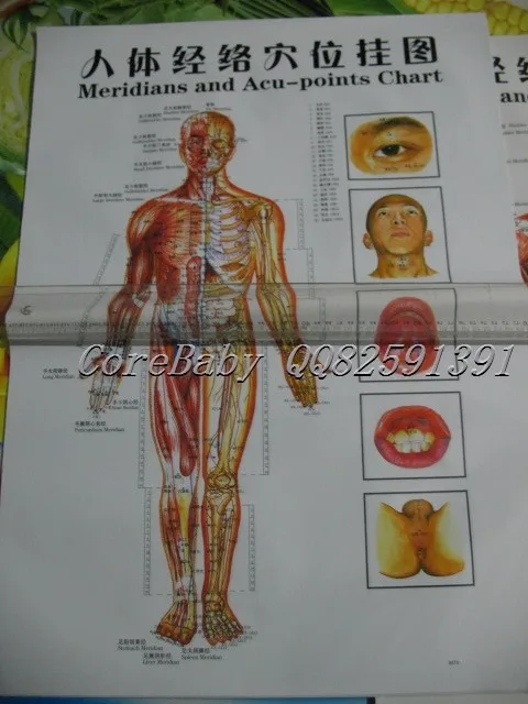 10 шт. скалывание здоровье человека Акупунктура настенная диаграмма ноги рука голова уха Акупунктура Меридиан диаграмма