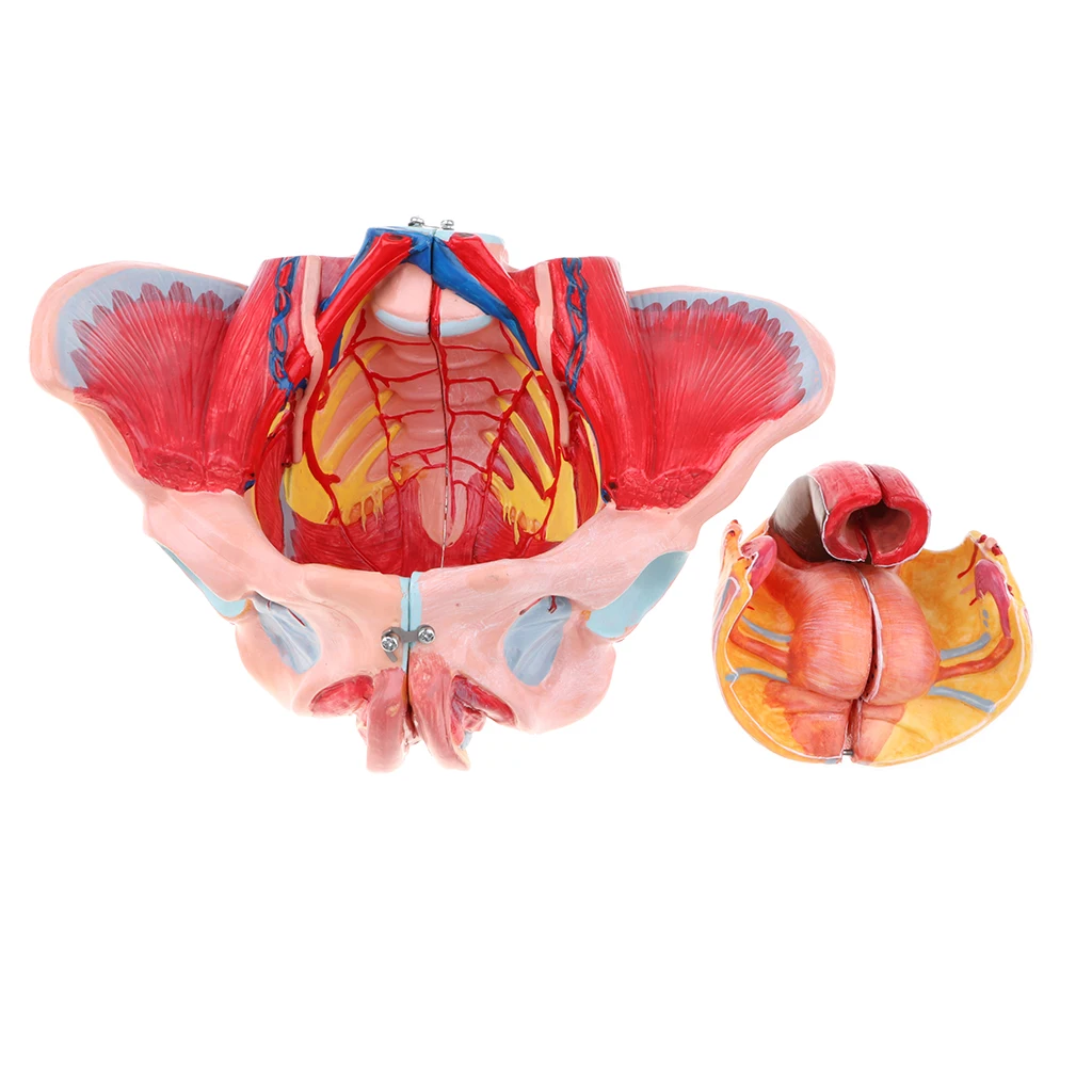 Лабораторные учебные материалы-1:1 модель анатомии женского таза в натуральную величину, 10,24x6,69 дюйма