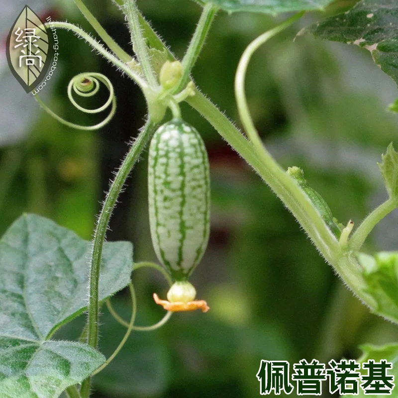 

Import Fruits And Vegetables Thumb Watermelon bonsai Thumb Cucumber Mini Watermelon Pepkino Mexican Acid Cucumber 20pcs