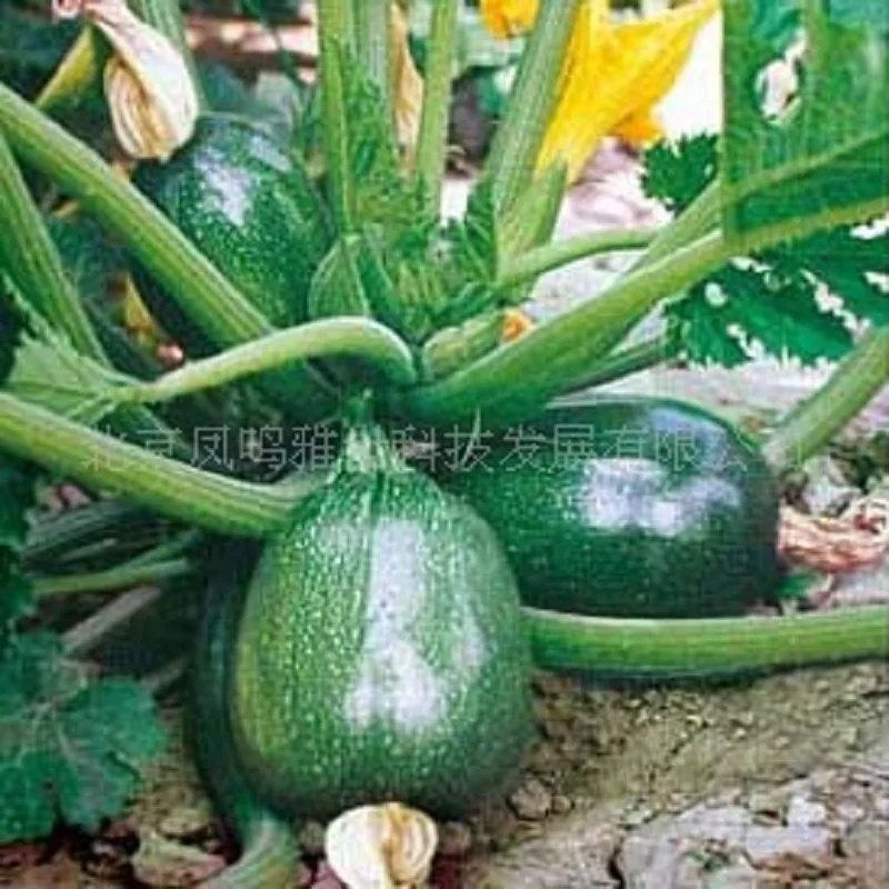 

5Pcs Zhuhai squash bonsai vegetable bonsai