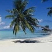 Пальма на пляже Moana Beach Bora Tahiti французская Полинезия плакат печать (36x12) | Дом и сад