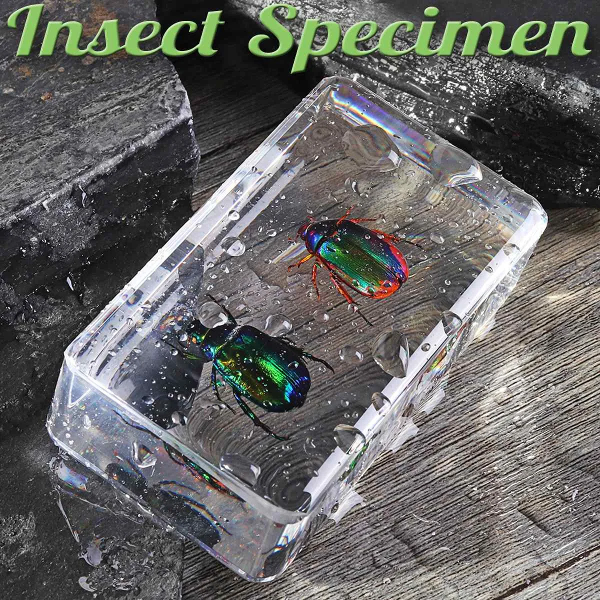 

Vintage Transparent Amber Insect Specimen Clear Cool Specimen idermy Educational Teach Supply Biological Collection