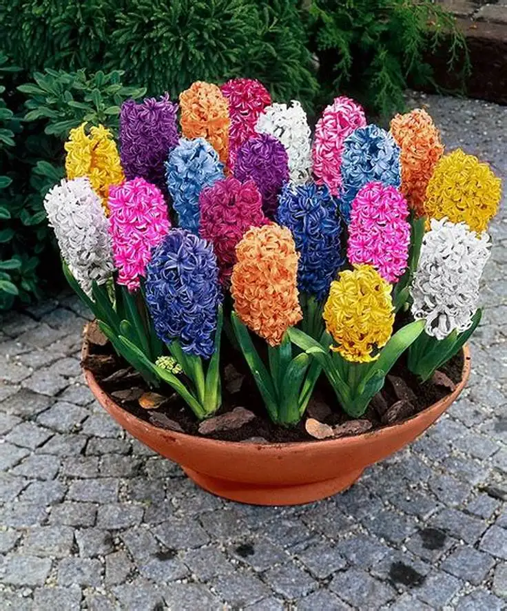100pcs Hyacinth Bonsai Perennial Hyacinth potted plant Indoor Plant Easy Grow In Pots Bonsai plant flower for home garden 100pcs Hyacinth Bonsai Perennial Hyacinth potted plant Indoor Plant Easy Grow In Pots Bonsai plant flower for home garden