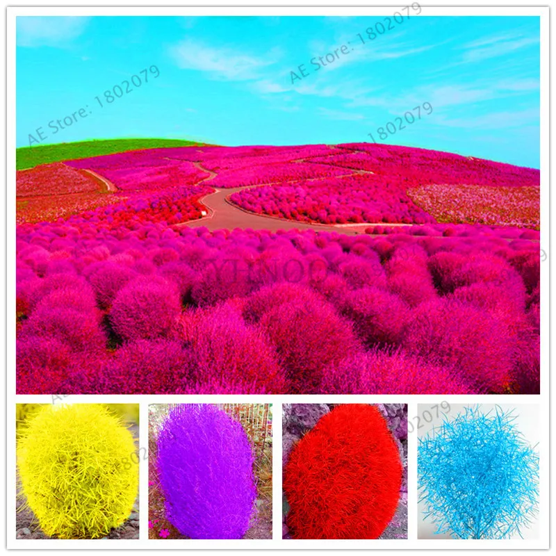

103pcs Kochia scoparia Bonsai,Burning Bush Grass, Rapid Grow Hardy,Summer Cypress,easy to grow