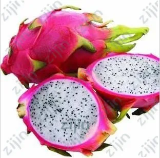 

100% Real Dragon Fruit White And Red Pitaya Bonsai For Home Garden Non-GMO Fruit Bonsais Or Potted Plants 100 Pcs