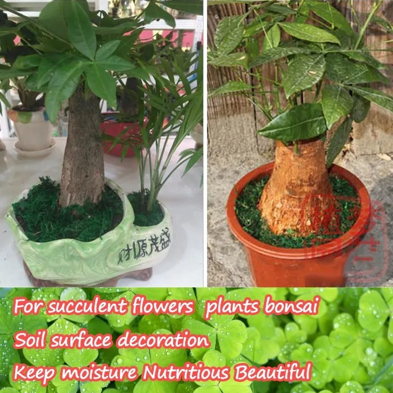 10 г зеленый сухой мох увлажняющее питание органическое удобрение защита растений DIY цветочный горшок домашний сад бонсай украшение
