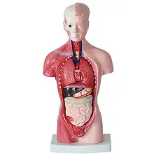 Model ludzkiego ciała 28 cm tułowia ludzkie narządy wewnętrzne Model anatomiczny Model medyczny nauczania anatomii ciała serce mózg szkoła edukacyjne(China)