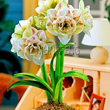 Новое поступление! 1 шт. настоящие лампочки Гиппеаструм для помещений бонсай цветок луковицы корень растения горшок для домашнего садового декора Лучшая упаковка