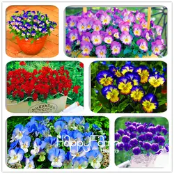 Натуральных материалов! 100 шт Pansy (viola cornuta) Флорес Редкие Комнатные цветы plantas в бонсай для садовые растения цветы