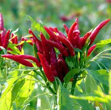 

Mantianhong nest raw chili peppers bonsais 200pcs Vegetable bonsais