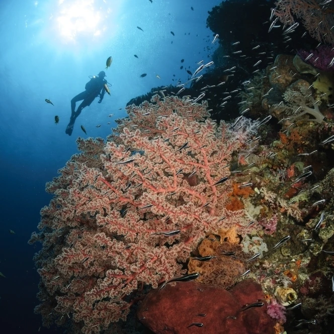 Diver over soft coral seascape Indonesia постер печать (23x34) | Дом и сад