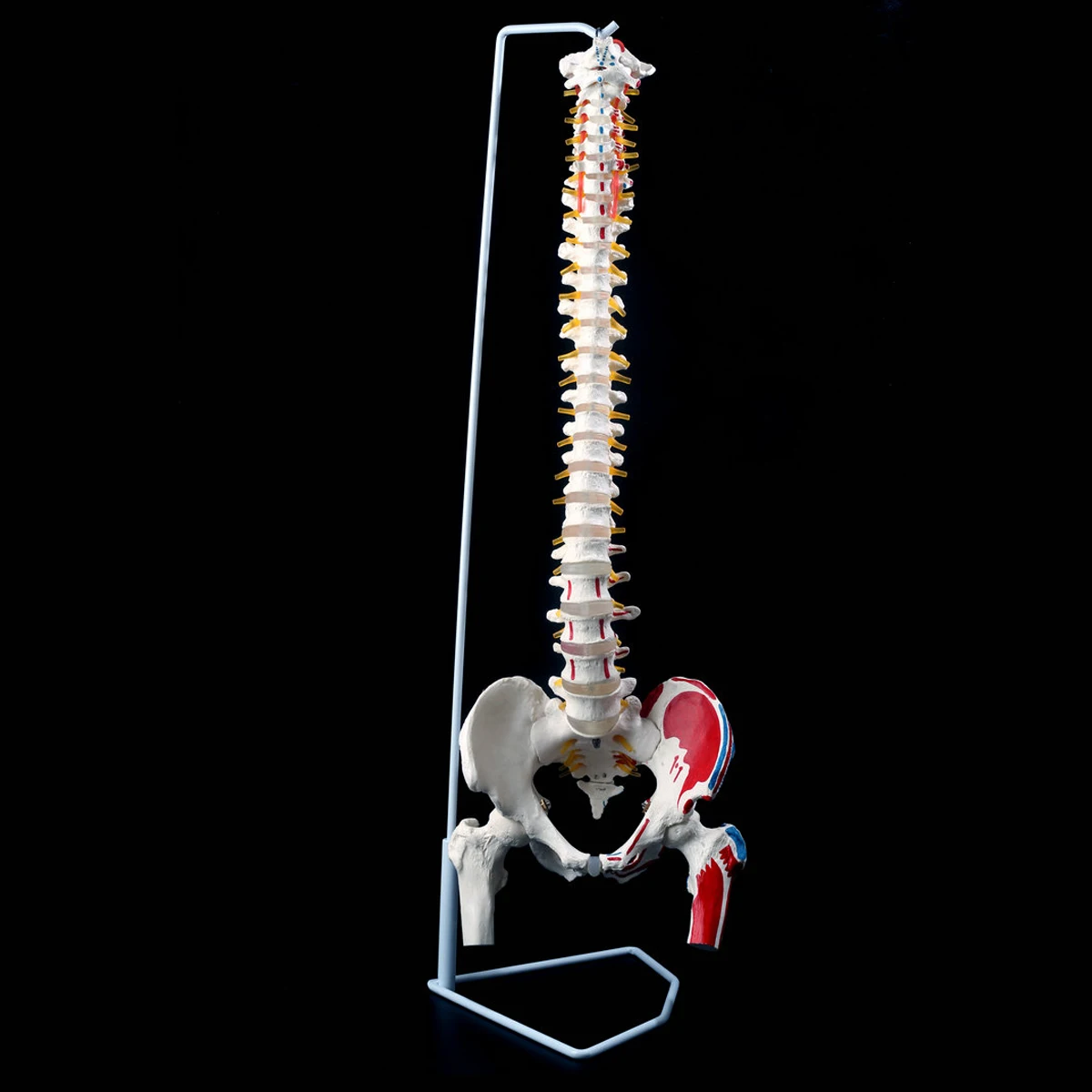 85 см 1:1 в натуральную величину Анатомия человека модель позвоночника тазовые бедра+ подставка школьная образовательная медицинская научная анатомическая обучающая модель