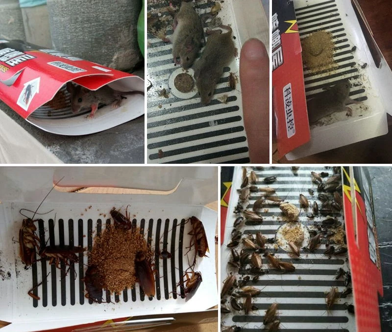 Cockroach House Cockroach Trap Repellent Killing Bait Strong Sticky Catcher Traps Insect Pest Repeller Eco- friendly 10Pcs Cockroach House Cockroach Trap Repellent Killing Bait Strong Sticky Catcher Traps Insect Pest Repeller Eco- friendly 10Pcs