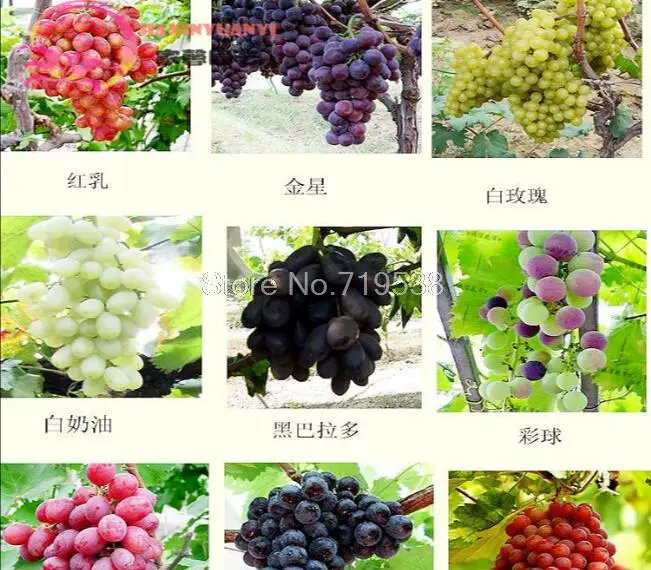 

bonsai bonsai fruit fruit tree bonsailings potted Kyoho grape red table grapes grape bonsailings bonsais 20pcs