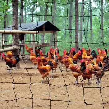

50mm Mesh Bird Netting For Garden Chicken Poultry Pond Heron Pigeon Mesh To Protect Plants Vegetables Fruit Tree