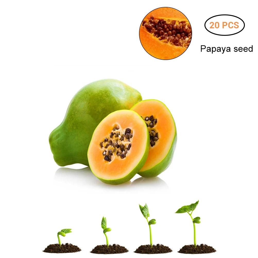 

20Pcs Papaya Seeds Fruit tree Eat delicious juicy meaty fruit Diy Couryard for home garden pot plants Semillas