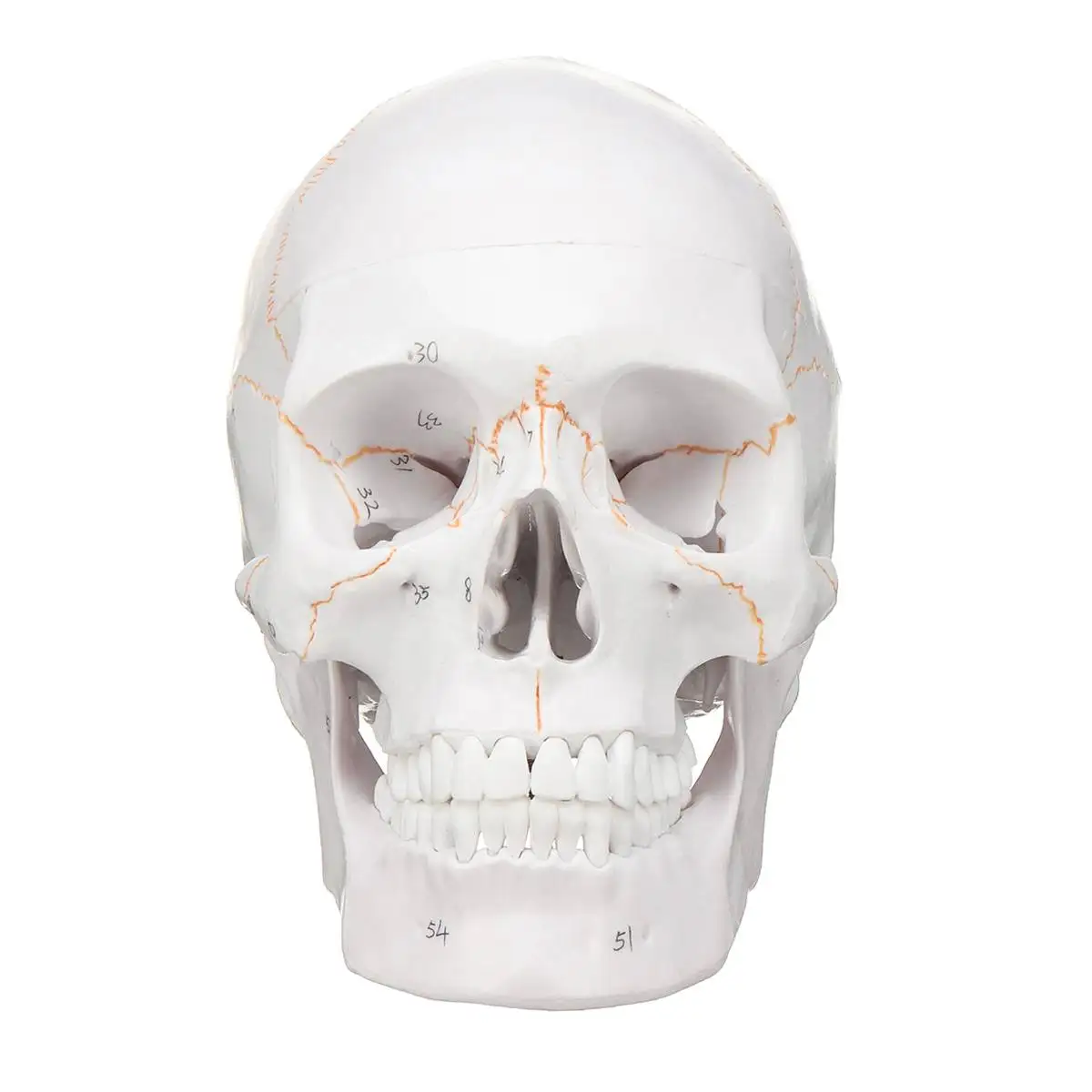  Head Skeleton Skull 1:1 Model Medical Science Teaching Life-size Skull for School Human Anatomy Pre - 32964426443