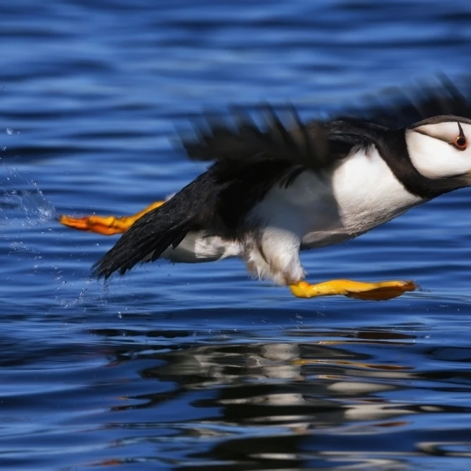 Horned puffin (Fratercula corniculata) taking off Kodiak Alaska summer Poster Print (38 x 24) | Дом и сад