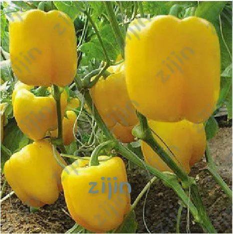 

100 Pcs yellow Pepper Bonsai Vegetables Chili Sweet Colorful Ornamental Pepper Skgs Edible Balcony Bonsai Plants
