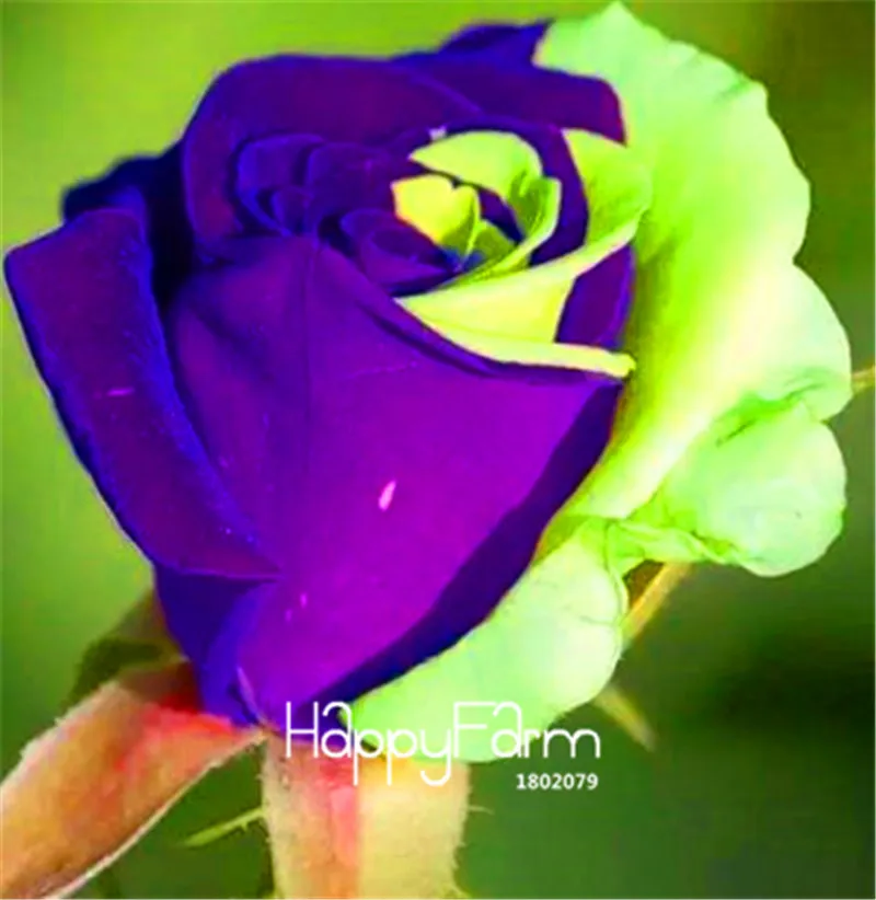 

New Arrival! 100 Pcs/Bag Purple and green rose flower Plants. High-grade bonsai