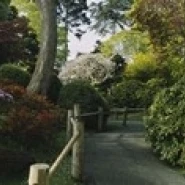 Plants in a garden Japanese Tea Garden San Francisco California USA Poster Print (36 x 12) |