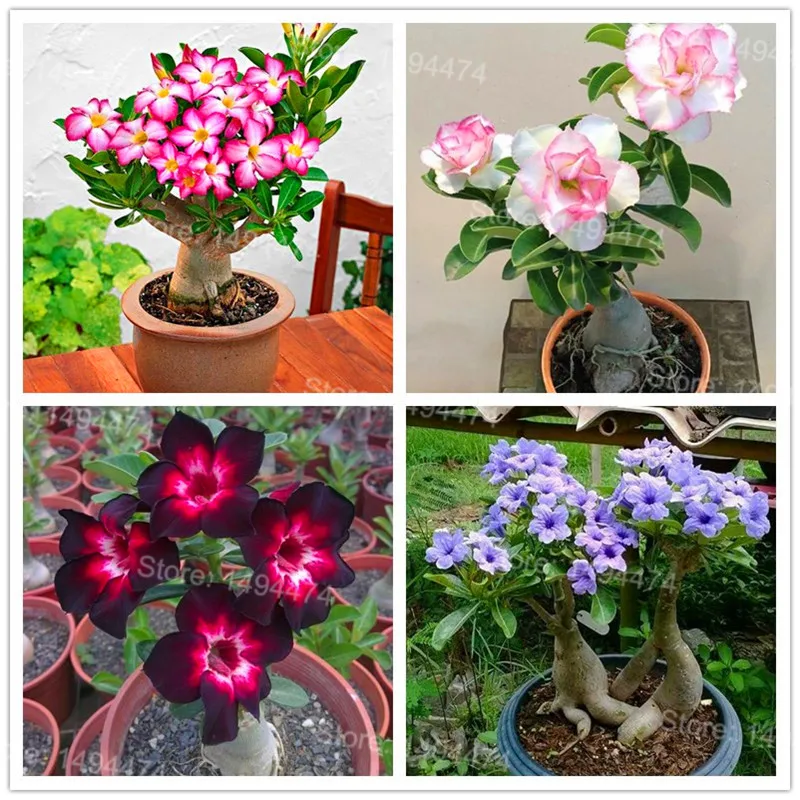 Genuine Desert Rose Plantas rare Adenium Obesum flower Plants 4 pcs Flower Bonsai floresling Air Purification for Home Garden
