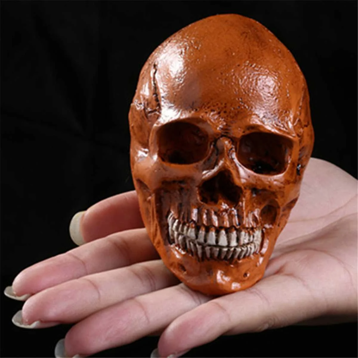 

Lifesize Human Skull Head Anatomical Model Medical Teaching Skeleton Simulation Medical Science Educational Teaching Resources