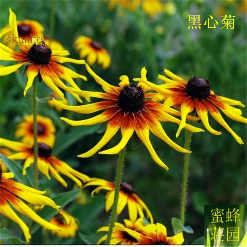 

black eye chrysanthemum bonsais about 100pcs(hei xin ju)