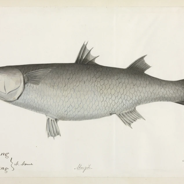 Плоская надпись Mullet плакат печать Mary Evans Natural history Museum (24X18) | Дом и сад