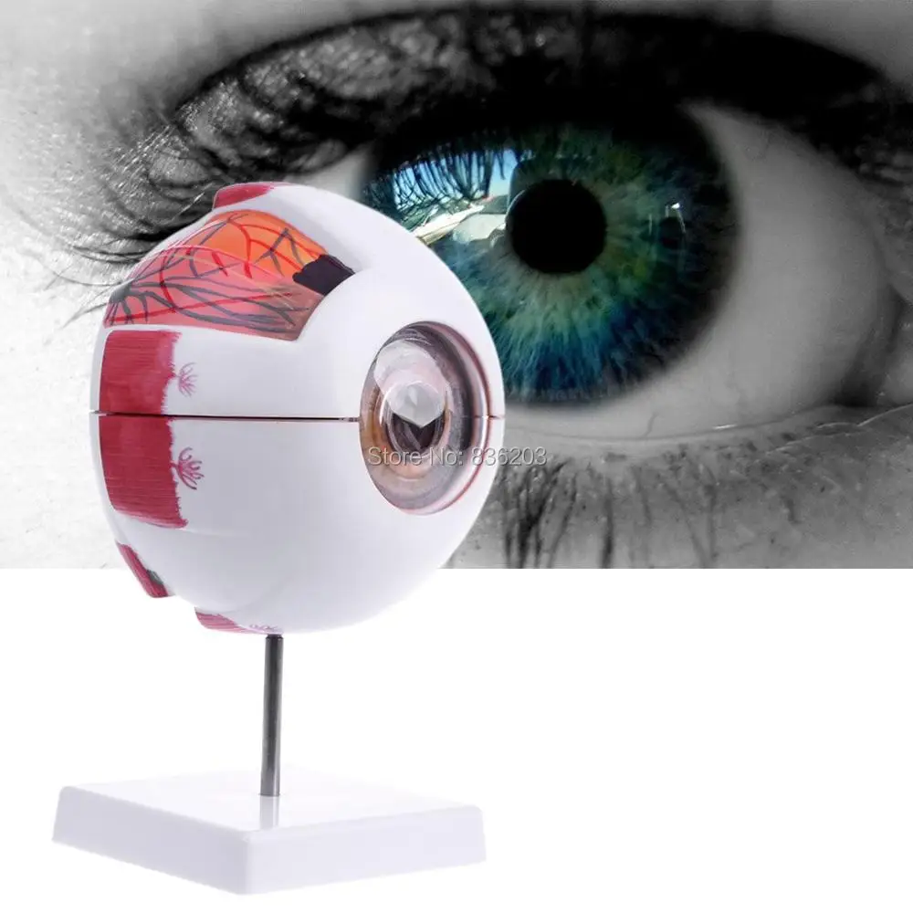 

3 Times 6 parts Enlarged human eyeball anatomy model skelton anatomical skull anatomia brain esqueleto humano anatomia