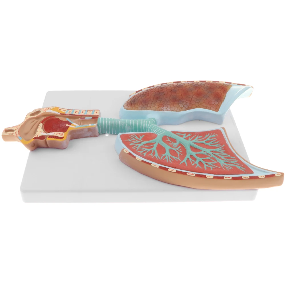 Образовательная анатомическая обучающая Модель-дыхательная система человека с увеличенной альвеолярной моделью лабораторные принадлежности