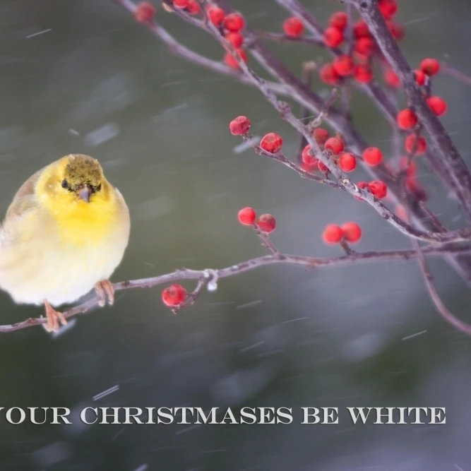 Американский Goldfinch Carduelis tristis in Common Winterberry Ilex verticillata winter Marion Иллинойс США Pr