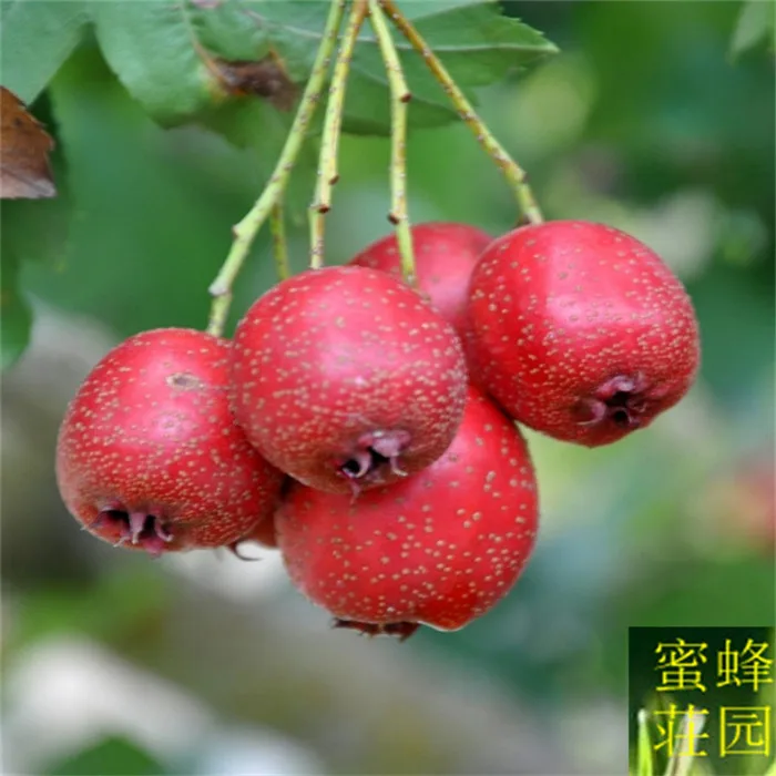 

Hawthorn bonsai fruit trees about 10pcs